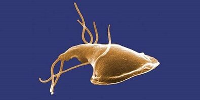 Tipos de parásitos en el cuerpo humano