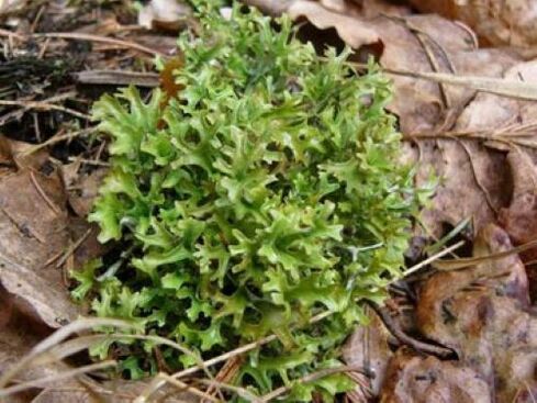 cetraria de parásitos en el cuerpo