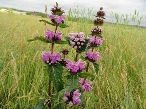 planta de mineral de hierro de parásitos en el cuerpo