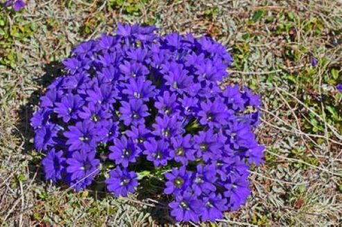 raíz de fiebre de parásitos en el cuerpo