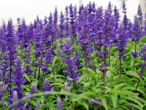 salvia de parásitos en el cuerpo