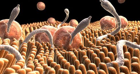 parásitos en el cuerpo humano