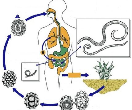 ciclo de vida de los parásitos humanos