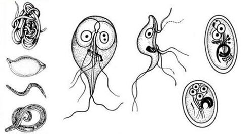 Los parásitos más simples en el cuerpo humano. 