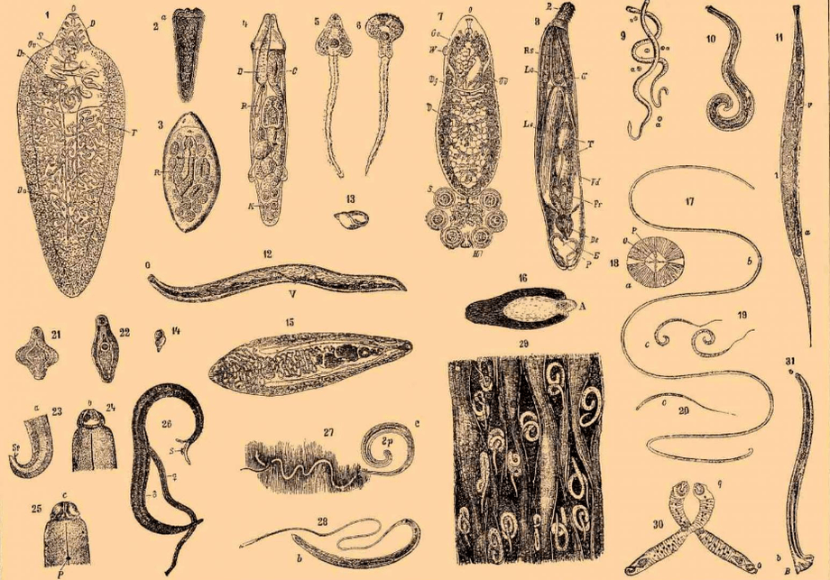 Tipos de gusanos que viven en el cuerpo. 