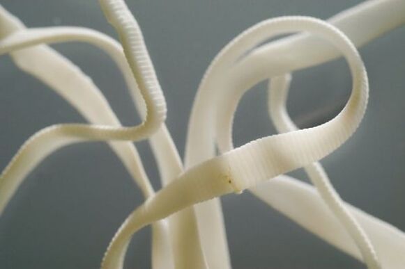 Ascaris es un nematodo, pertenece al orden de los gusanos redondos. 