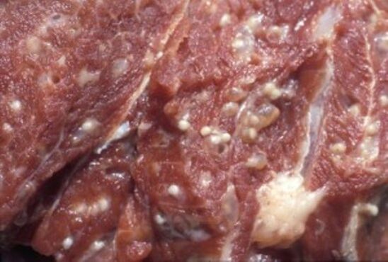 Carne contaminada con trichinella parásitos peligrosos